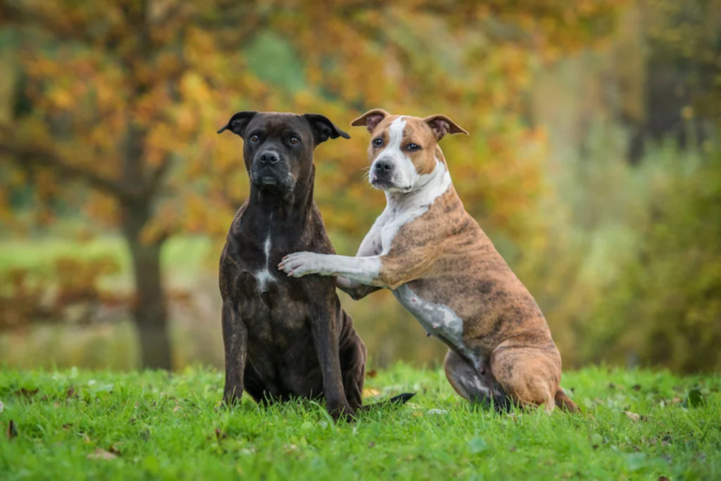Maulkorbpflicht für gefährliche Hunde