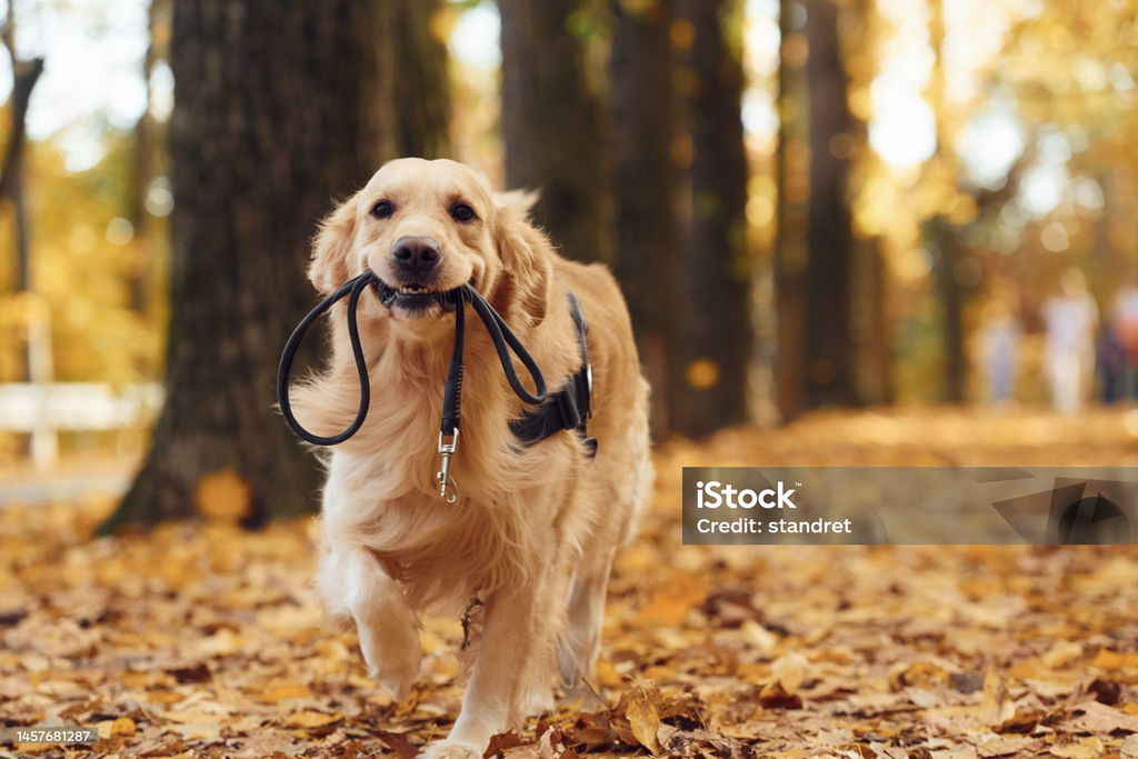 Viele Hunde lieben Spaziergänge im Wald.
