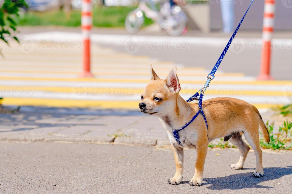 In vielen Innenstädten gilt eine generelle Leinenpflicht für Hunde.