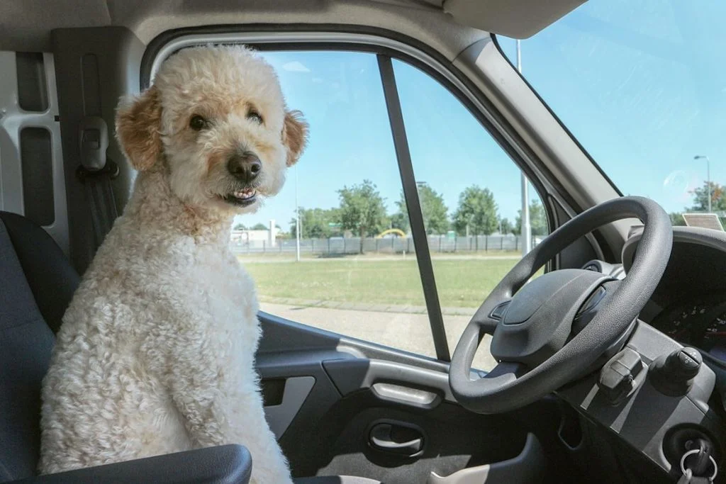Hund im Auto