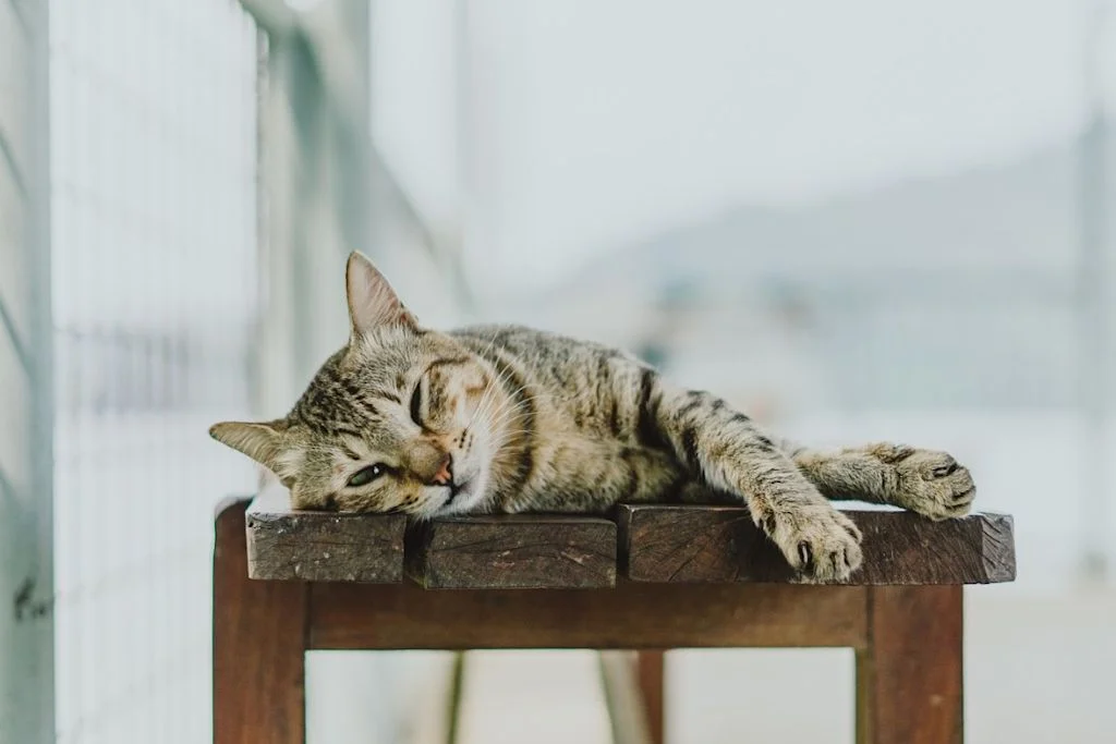 Liegende Katze