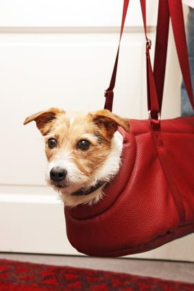 Hund in der Tasche