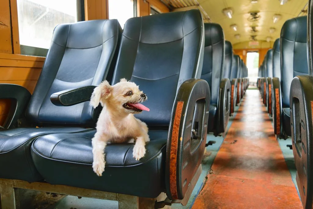 Hund auf einem Sitz in der Bahn