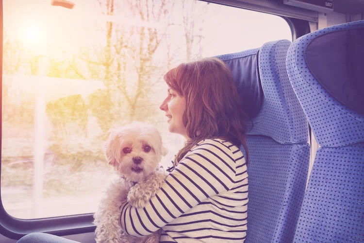 Eine Zugfahrt mit dem Hund: die wichtigsten Informationen