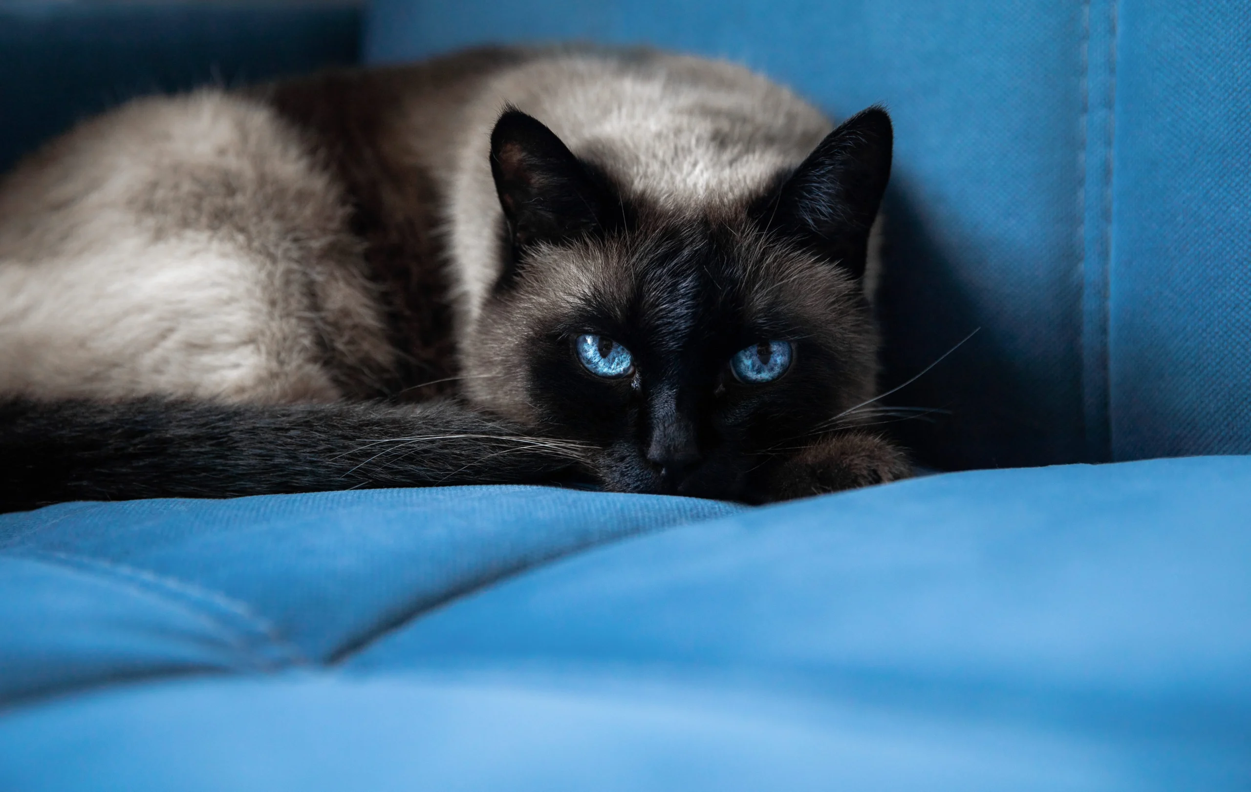 Chat siamois aux yeux bleus allongé sur un canapé bleu