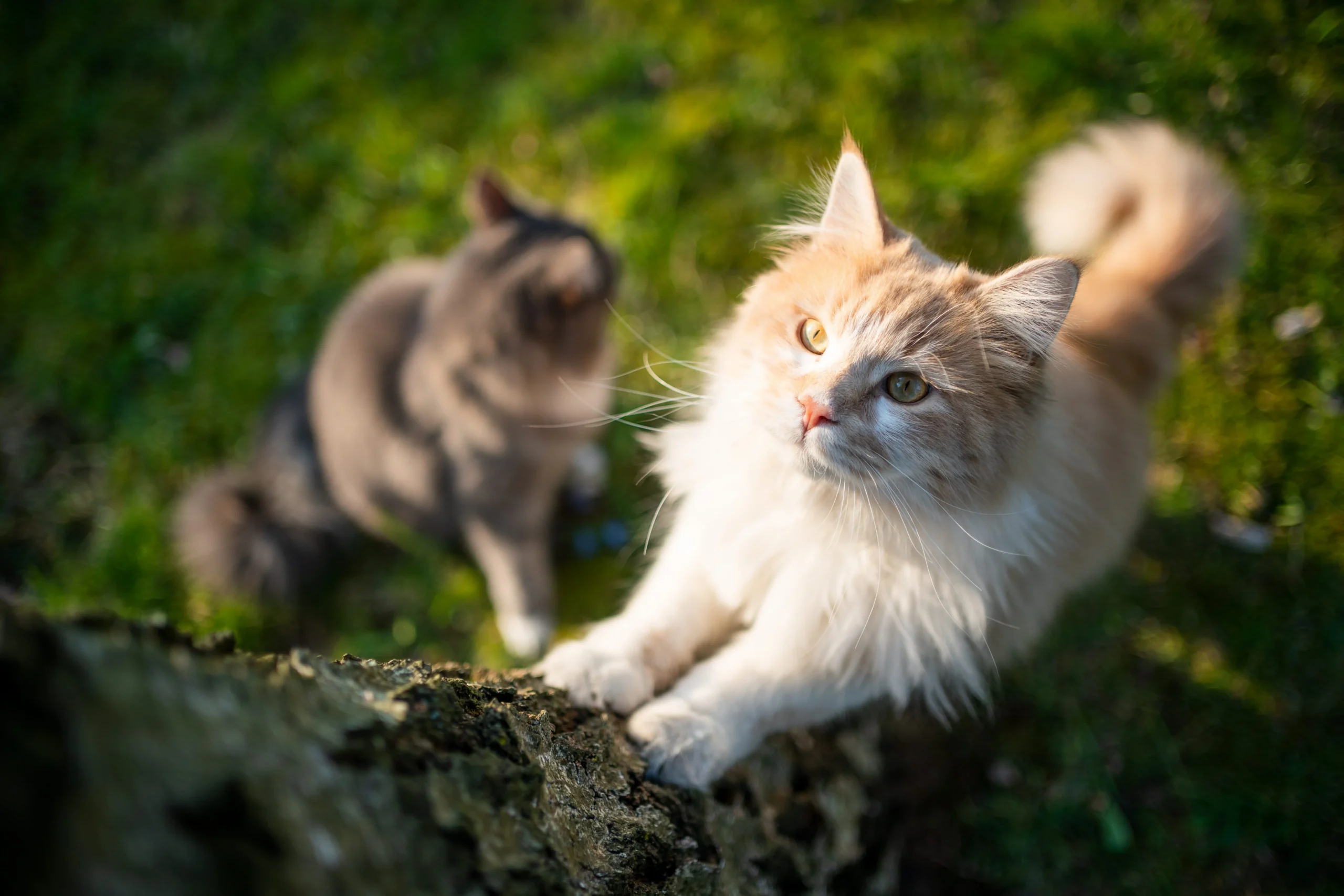 Chat commençant à grimper à un arbre, vue de haut. Un autre chat est en bas de l'arbre mais regarde plus au loin, nous ne voyons pas son visage.